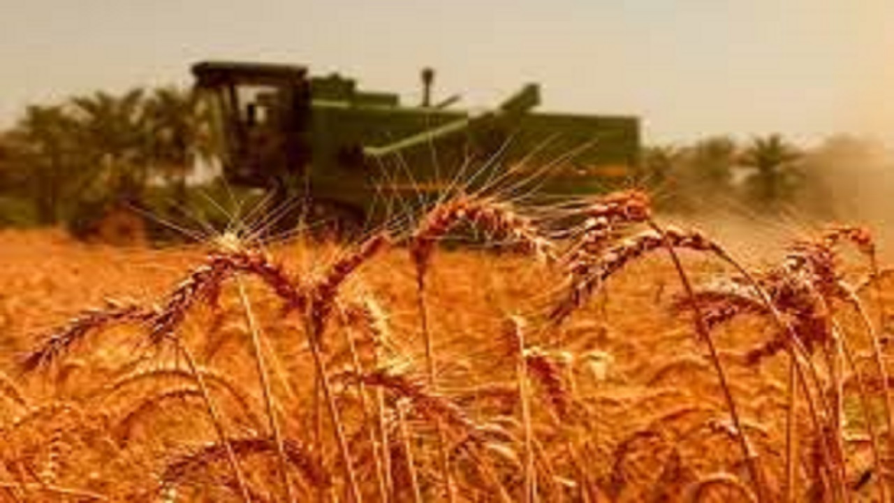 خرید تضمینی گندم به ۹ میلیون و ۵۰۰ هزارتن رسید