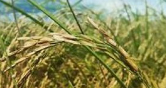 خوشه دهی ۷۵ درصد از اراضی شالیزاری گیلان