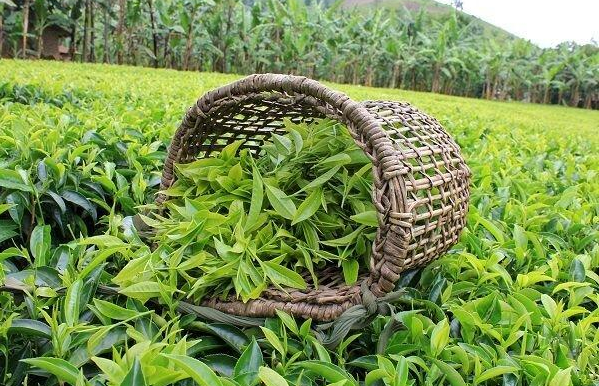 چای ایرانی به ۲۳ کشور صادر می‌شود