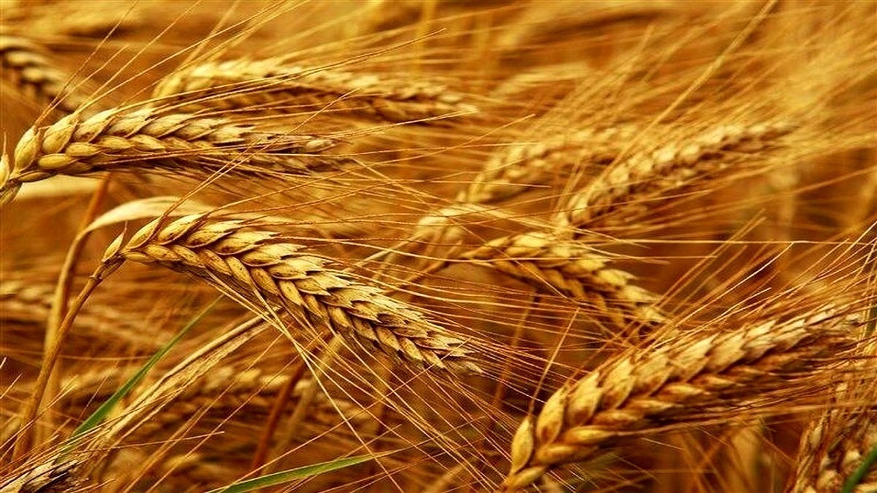 خرید بذر گندم از ۵۰۰ هزار تن گذشت